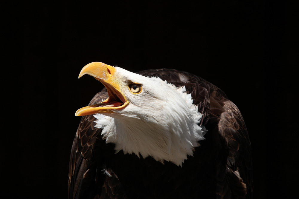 Weiskopfseeadler ?