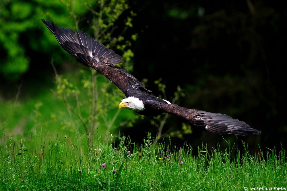 Weiskopfseeadler