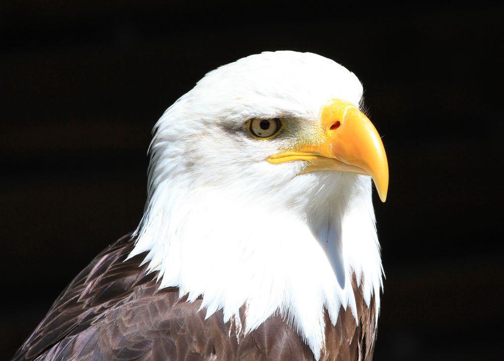 Weiskopfseeadler