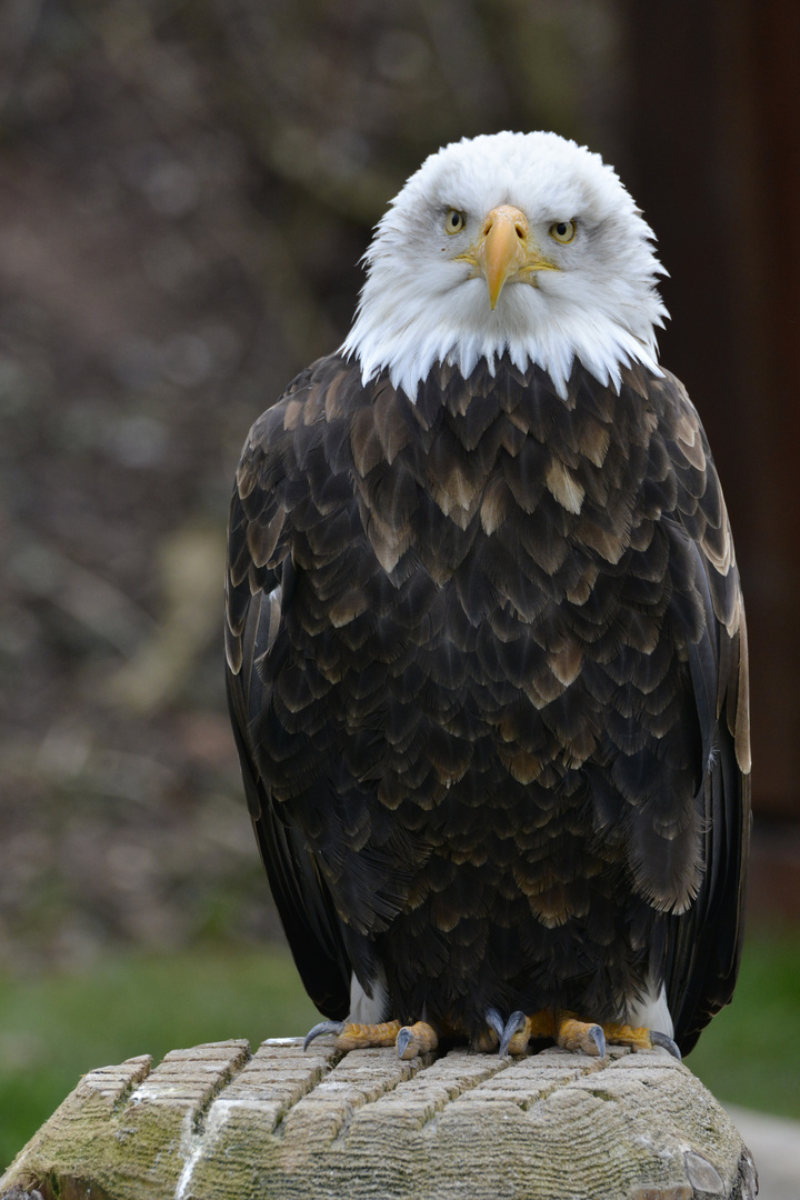 Weiskopfseeadler