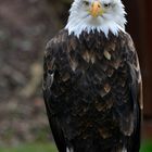 Weiskopfseeadler