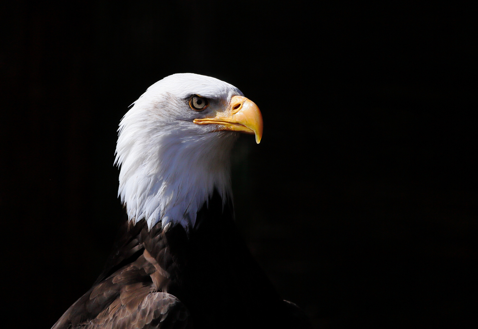 Weiskopfseeadler