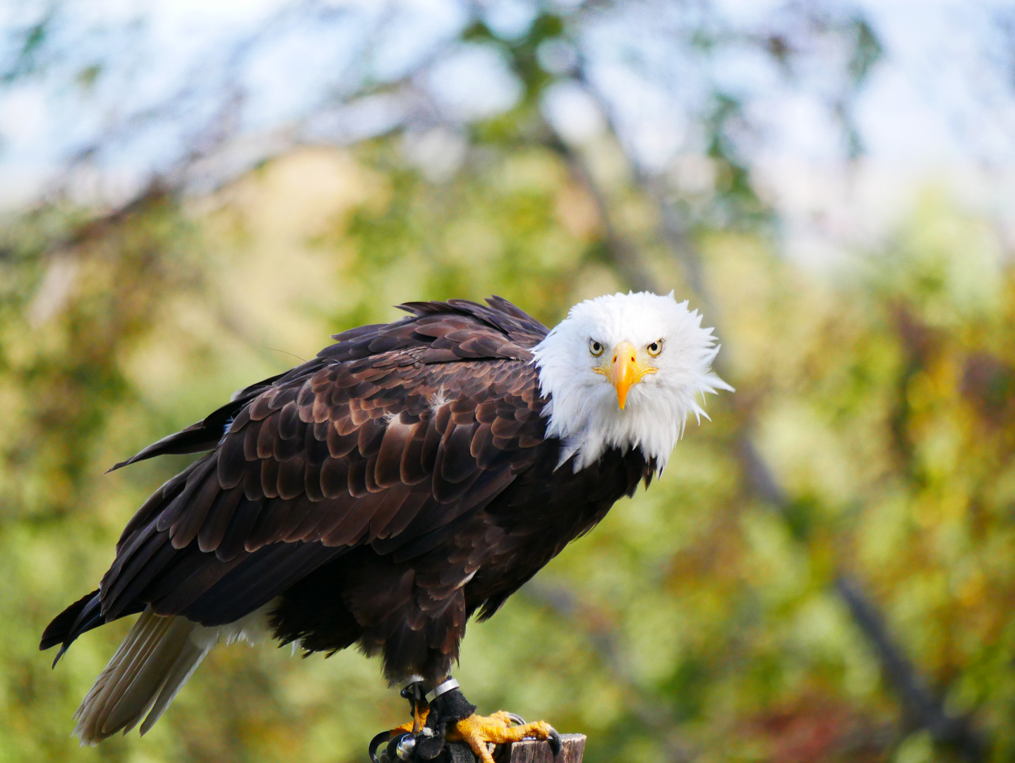 Weiskopfseeadler