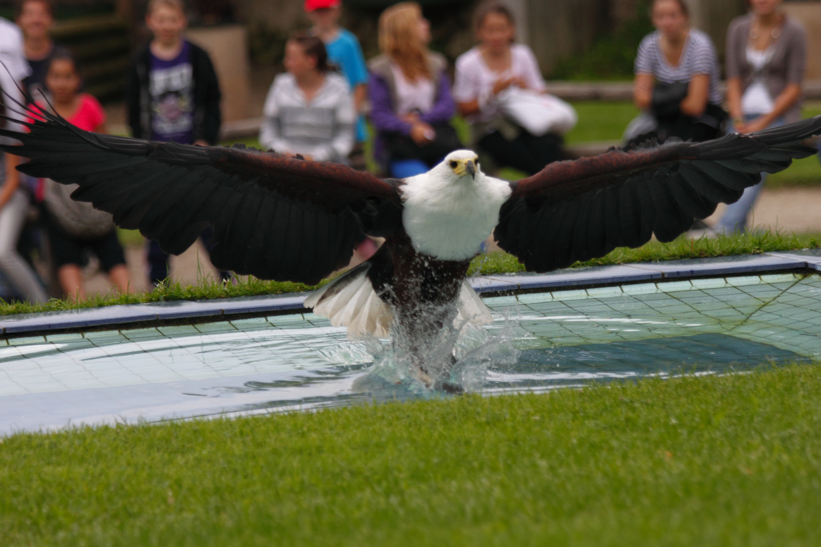 Weiskopfseeadler