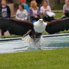 Weiskopfseeadler