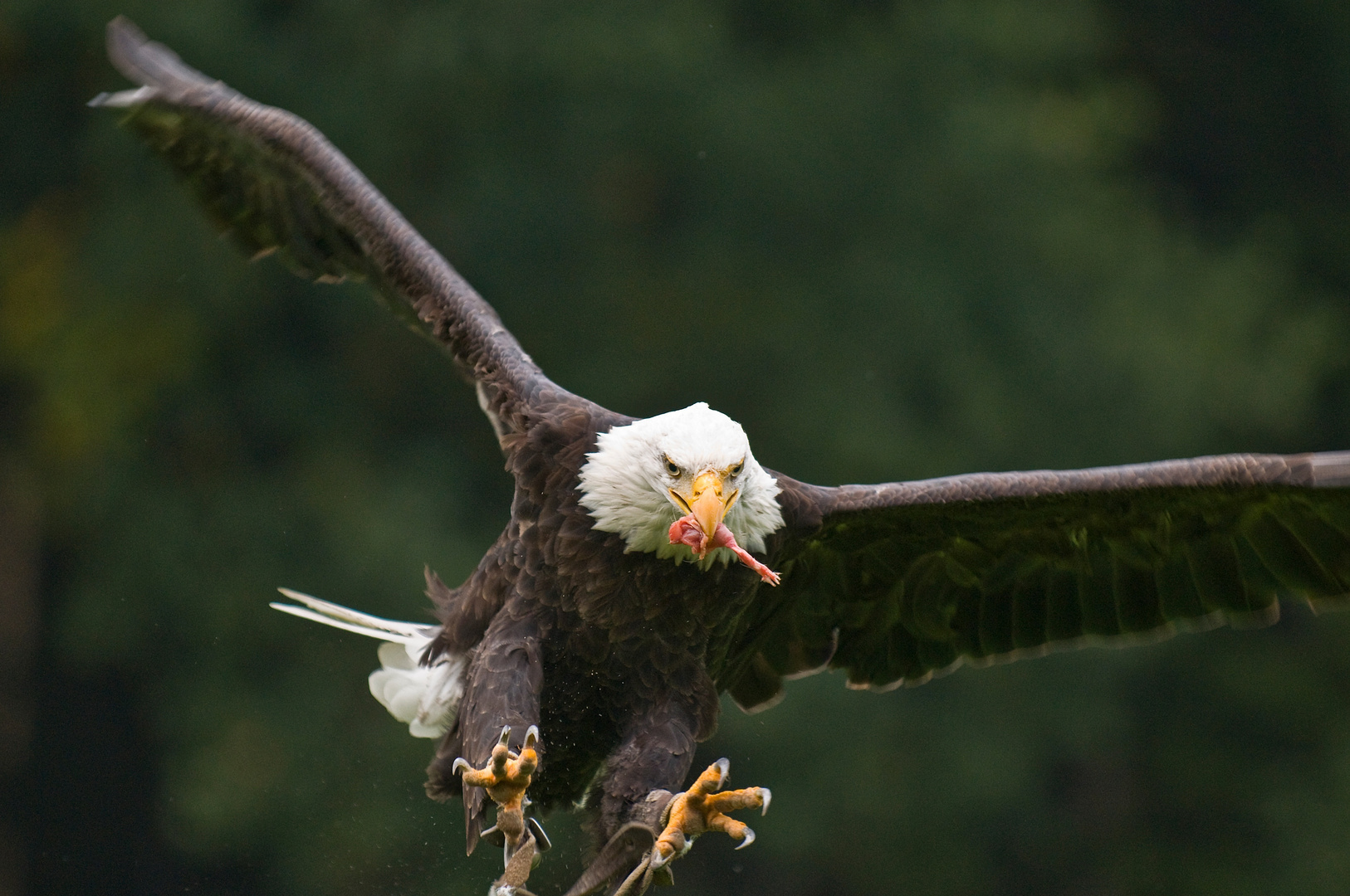 Weiskopfseeadler