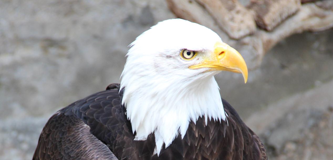 Weiskopfseeadler