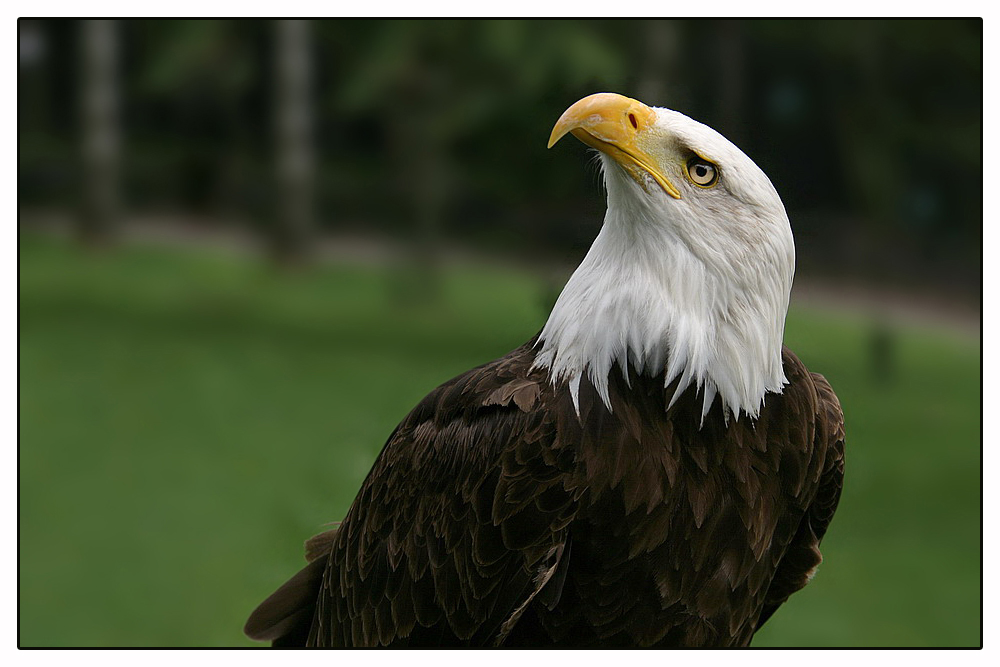 Weiskopfseeadler