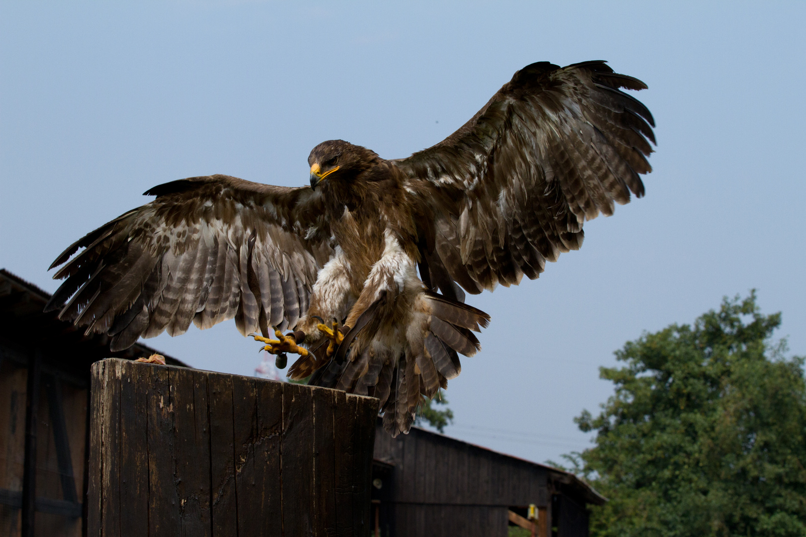 Weiskopfseeadler - Alaska