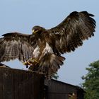 Weiskopfseeadler - Alaska