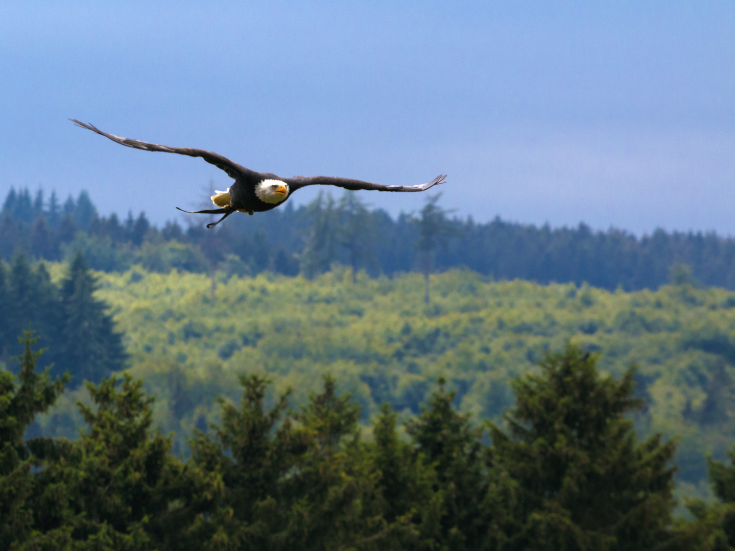 Weiskopfseeadler 