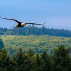 Weiskopfseeadler 