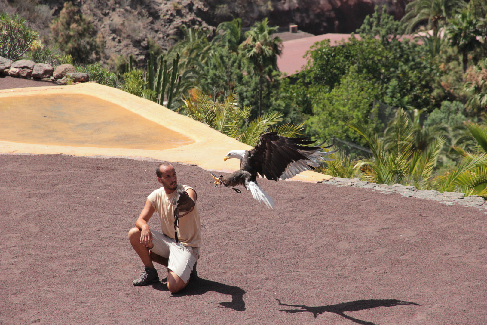 Weiskopfseeadler