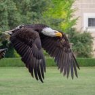 Weiskopfseeadler