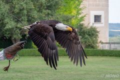 Weiskopfseeadler