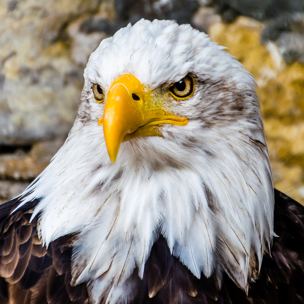 Weiskopfseeadler / Burg Guttenberg