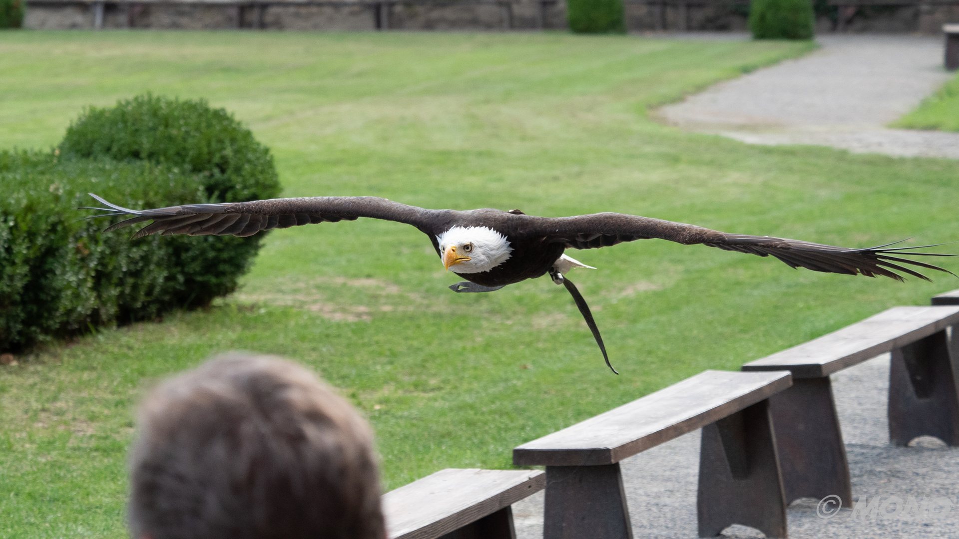 Weiskopfseeadler