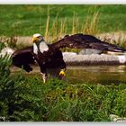 Weiskopfseeadler