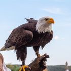 Weiskopfseeadler