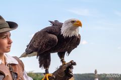 Weiskopfseeadler