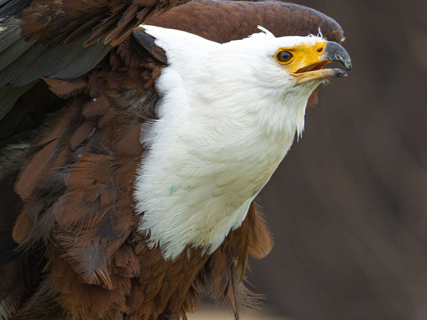 Weiskopfseeadler