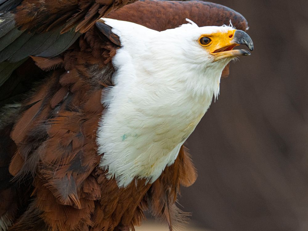 Weiskopfseeadler