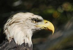 Weiskopfseeadler