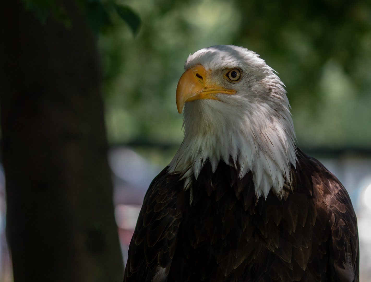 Weiskopfseeadler 