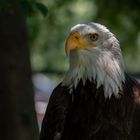 Weiskopfseeadler 