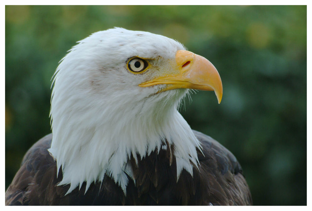 Weiskopfseeadler