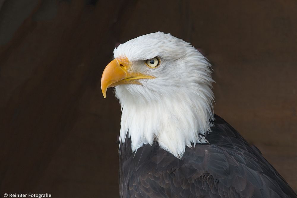 Weiskopfseeadler