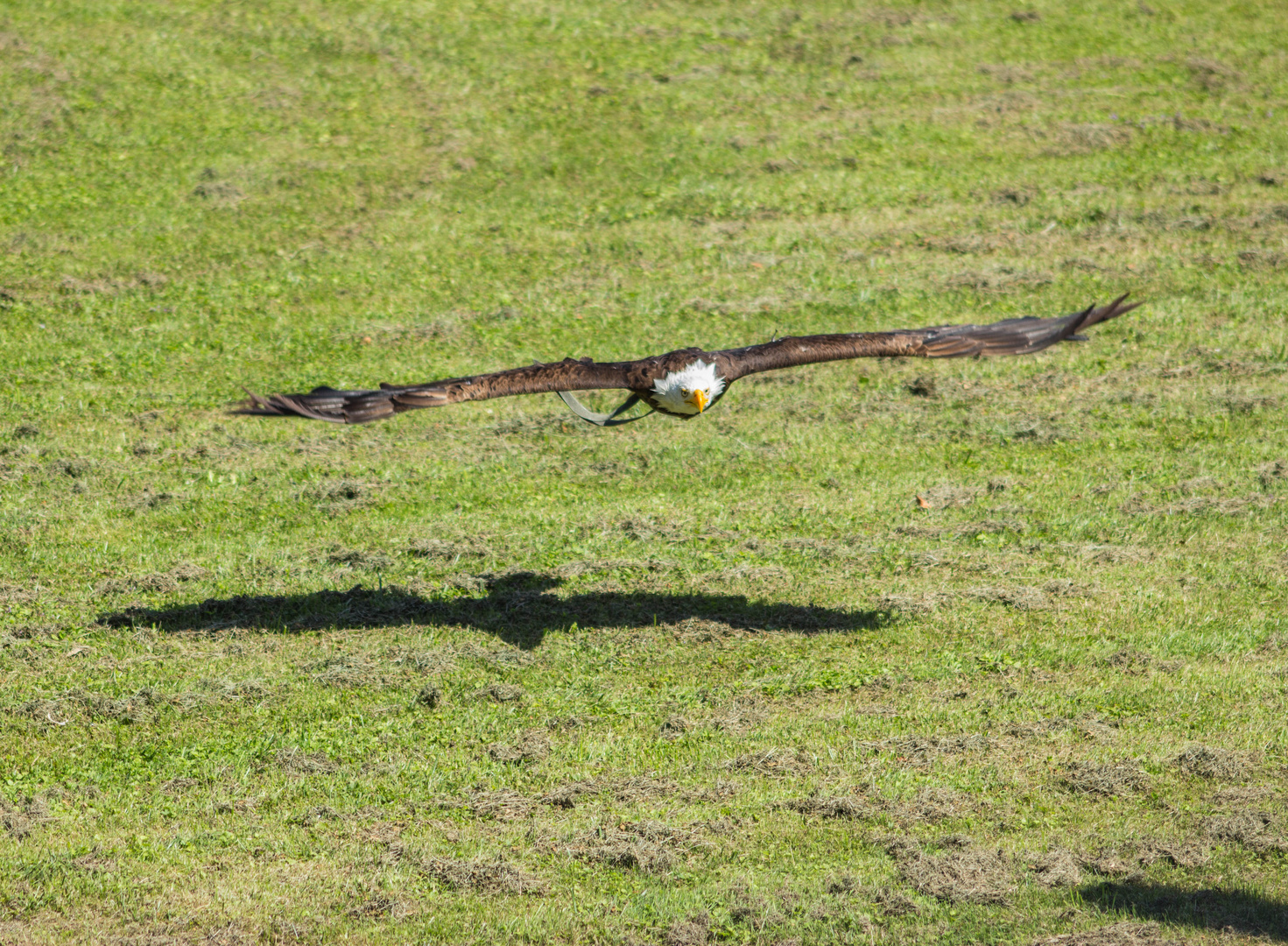 Weiskopfseeadler