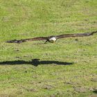 Weiskopfseeadler