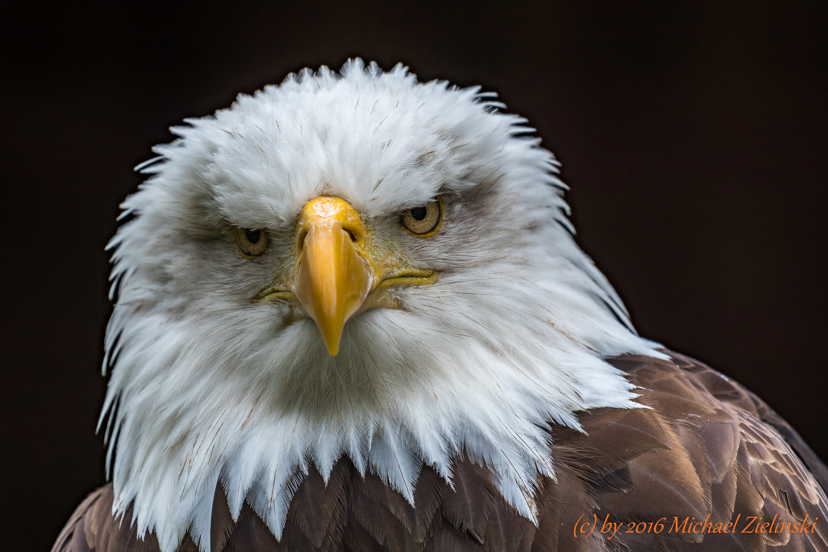 weiskopfseeadler