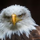 weiskopfseeadler