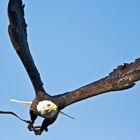 Weiskopfseeadler