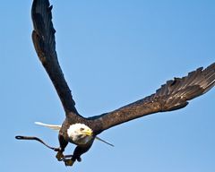 Weiskopfseeadler