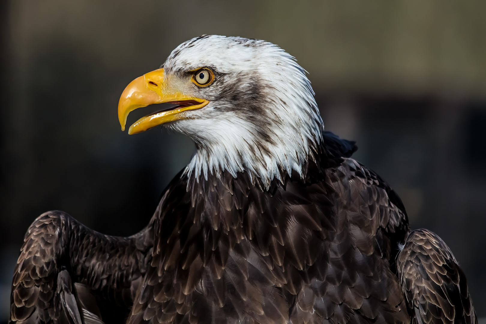 Weiskopfseeadler