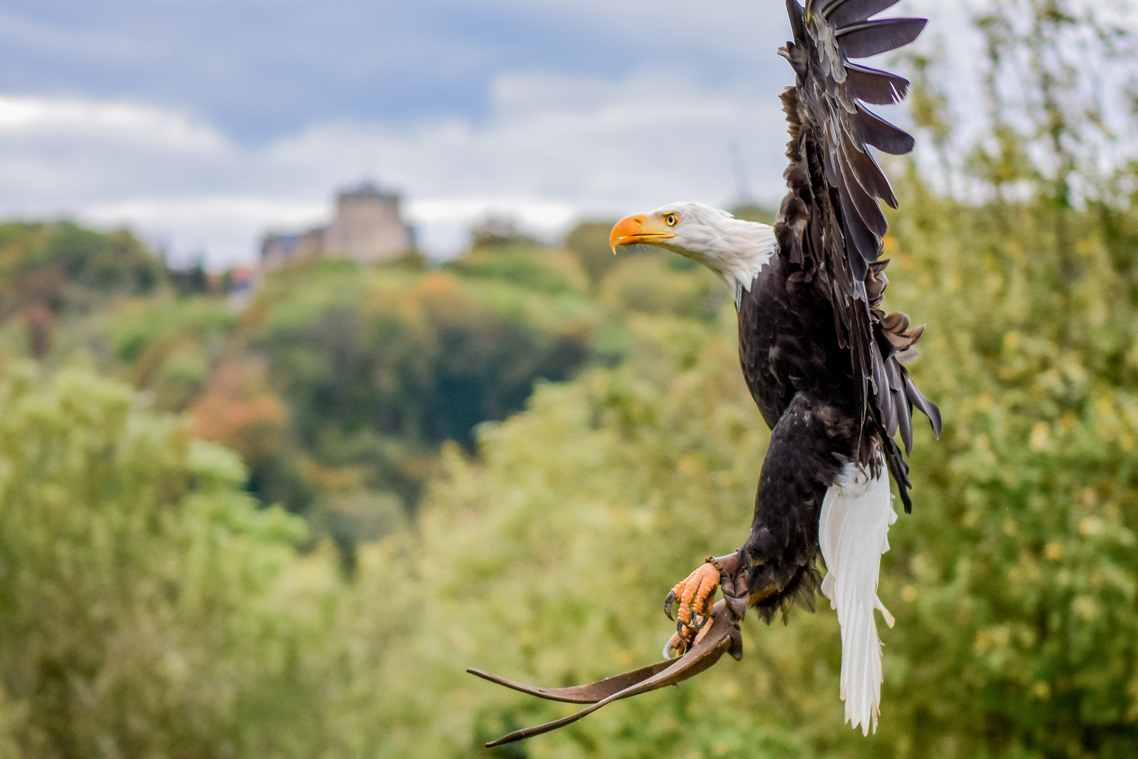 Weiskopfseeadler Hano