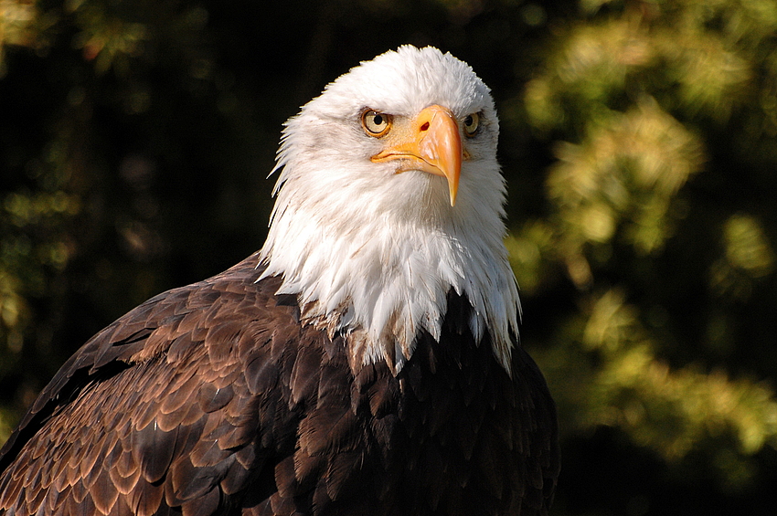 Weiskopfseeadler Heinrich