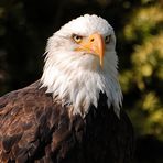 Weiskopfseeadler Heinrich