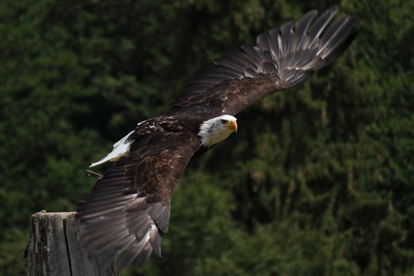 Weiskopfseeadler im Falkenhof Bad Sachsa