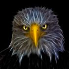 Weiskopfseeadler mit Fractalius