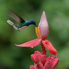 Weisnackenkolibri (Florisuga millivora)