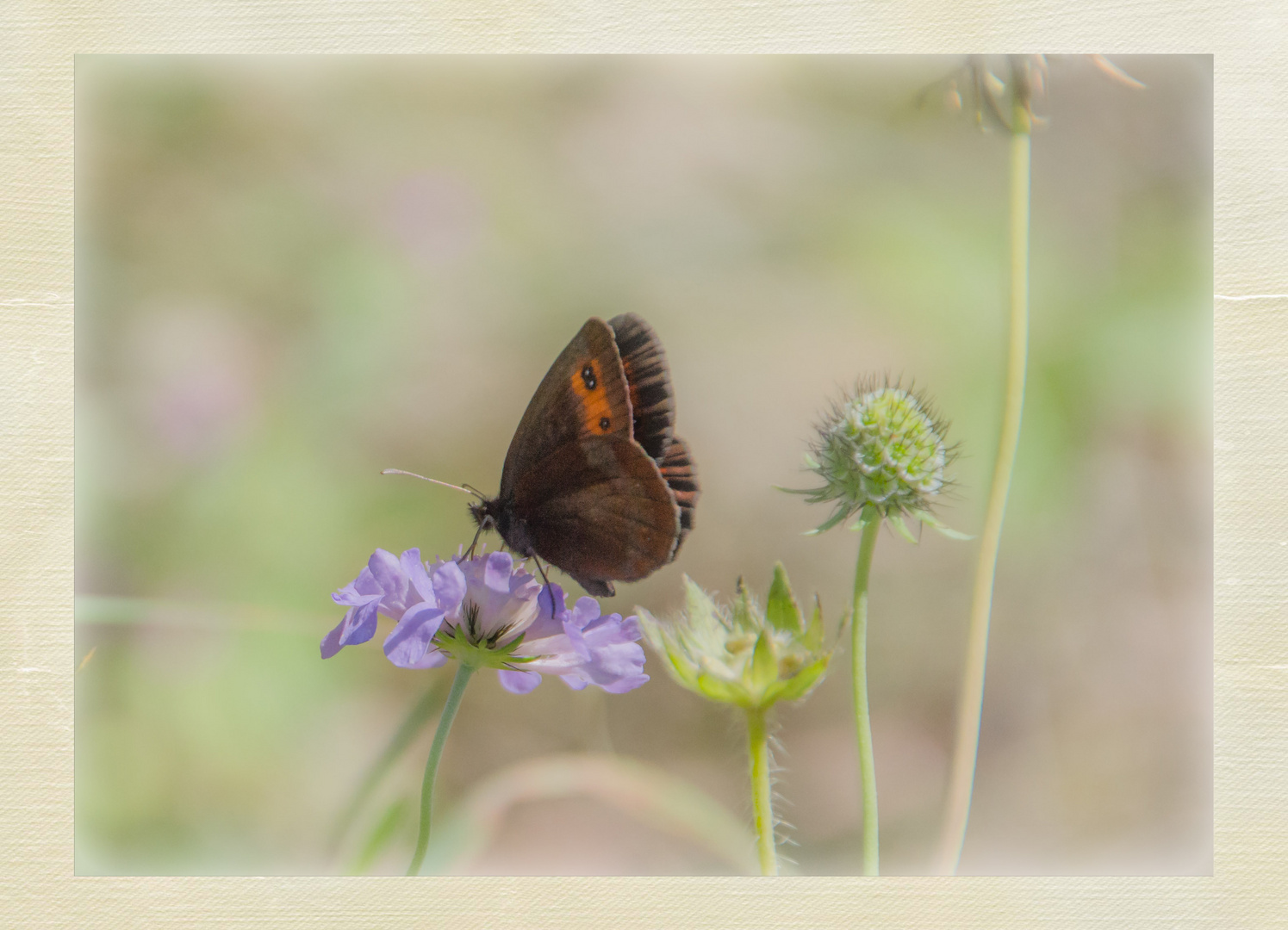 Weisnetschmetterling