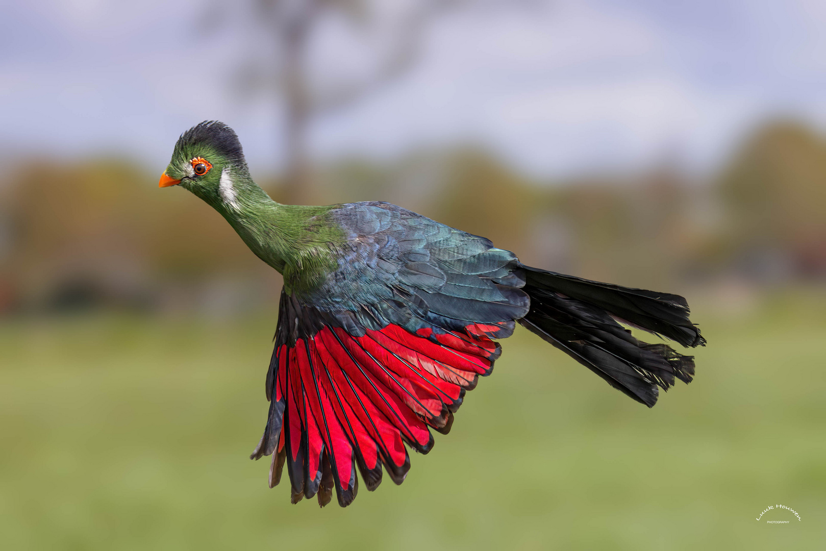 Weisohrturako im Flug / White-cheeked turako in flight