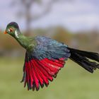 Weisohrturako im Flug / White-cheeked turako in flight