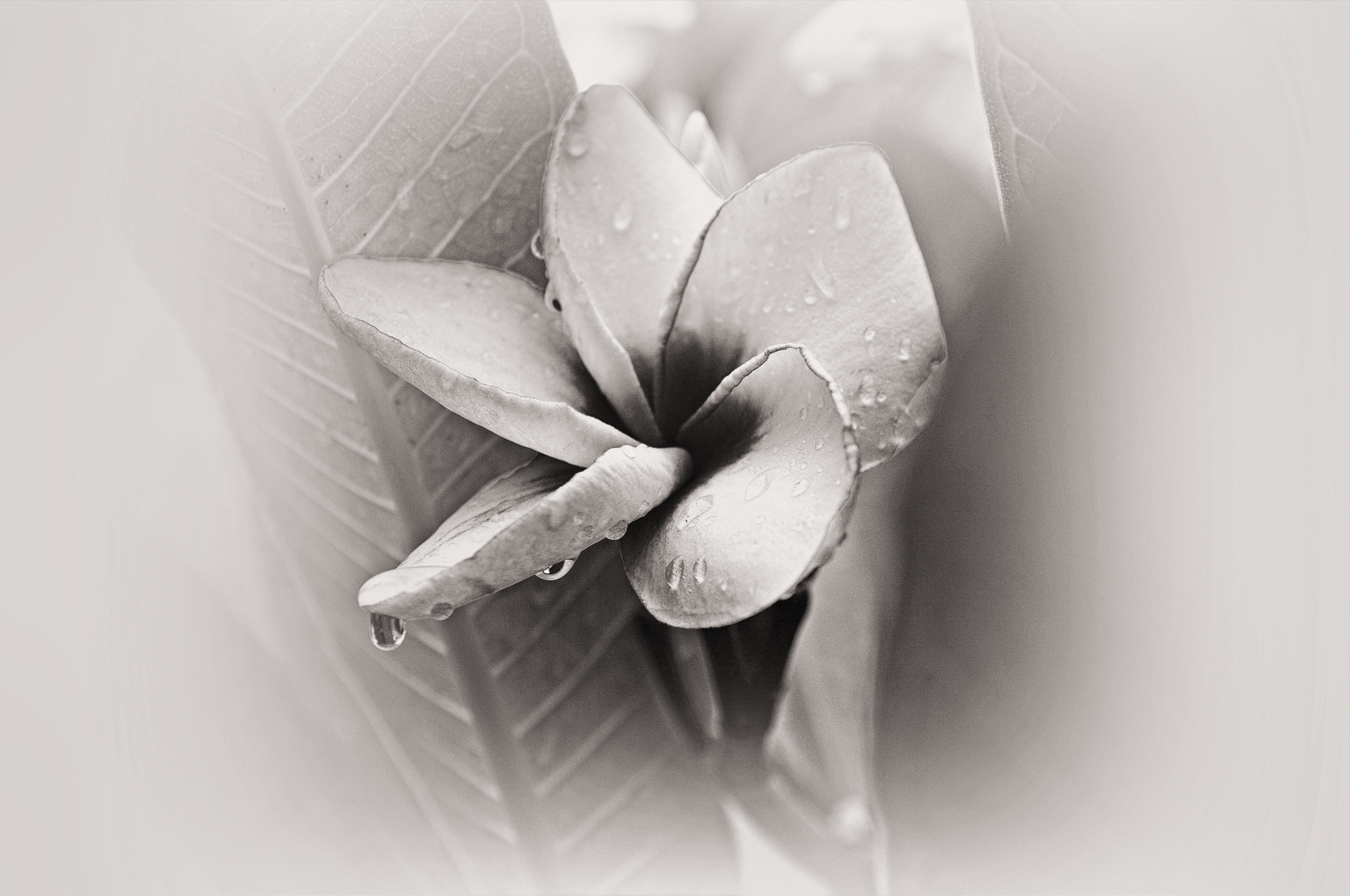 Weiss -***** Foto &amp; Bild | spezial, natur, monochrome Bilder auf ...