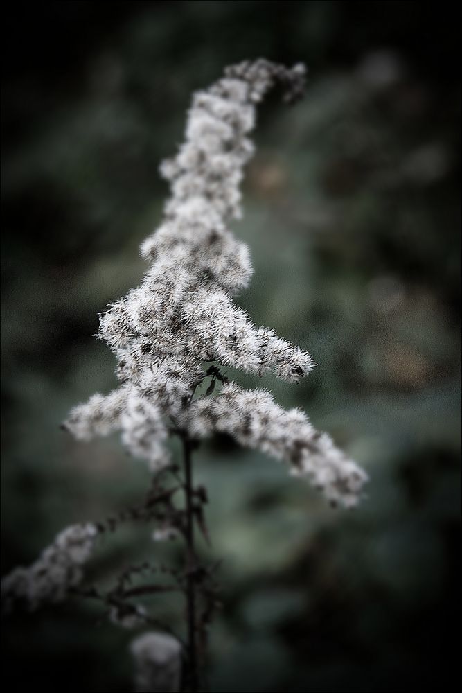 weiß... auch ohne Schnee ;-)