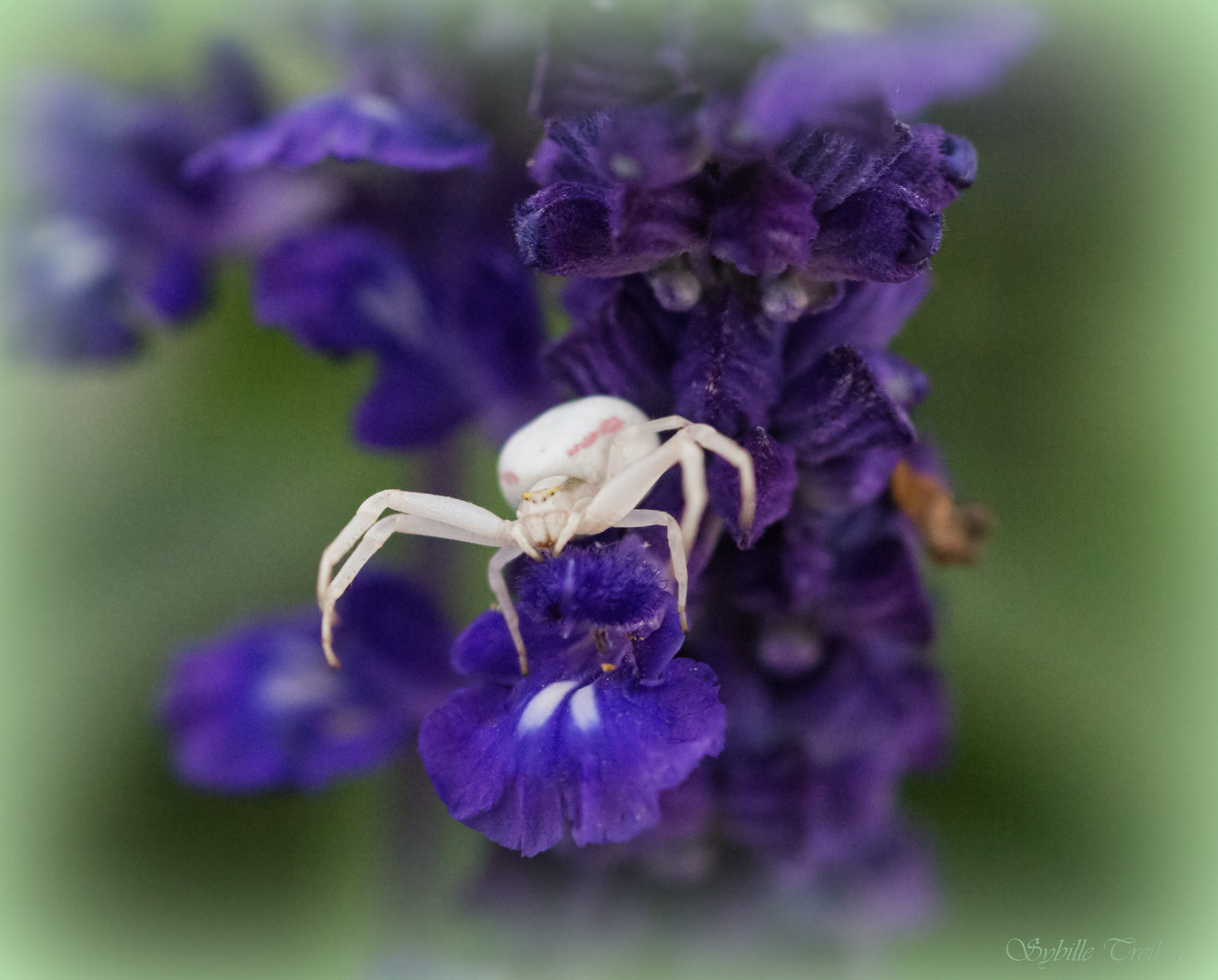 Weiß auf Blau